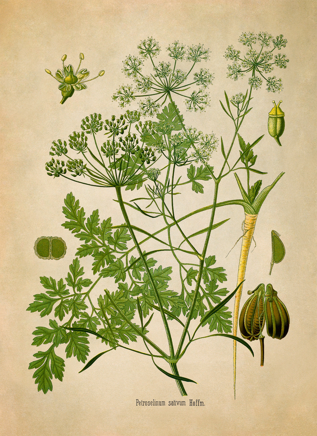 Parsley Plant Botanical Illustration Print, MOBO226