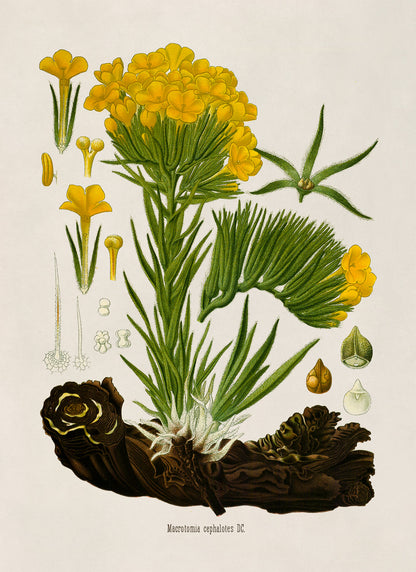 Arnebia Densiflora Plant Botanical Illustration Print, MOBO227