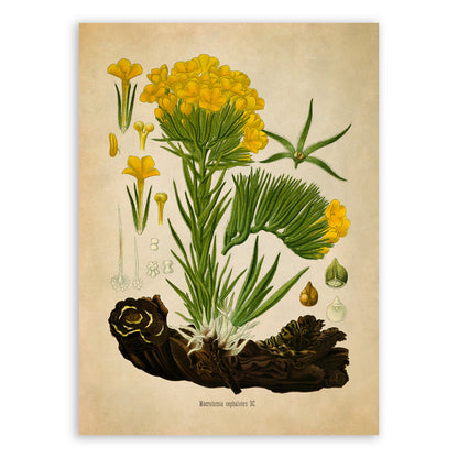 Arnebia Densiflora Plant Botanical Illustration Print, MOBO227