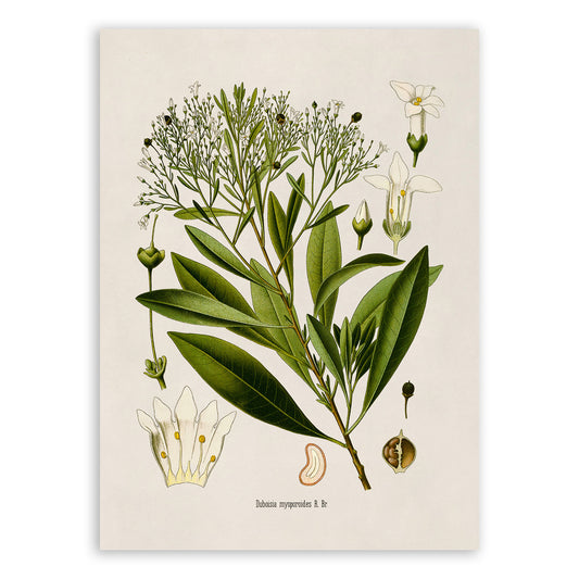 Corkwood Tree Botanical Illustration Print, MOBO228