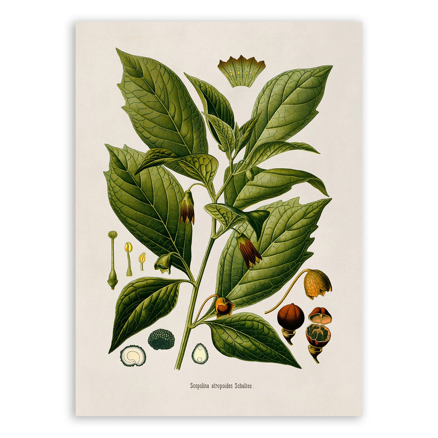 Henbane Bell Poison Plant Botanical Illustration Print, MOBO229