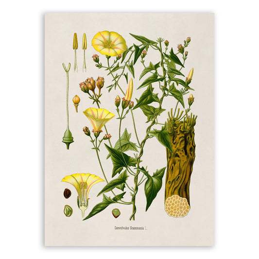 Scammony Plant Botanical Illustration Print, MOBO230