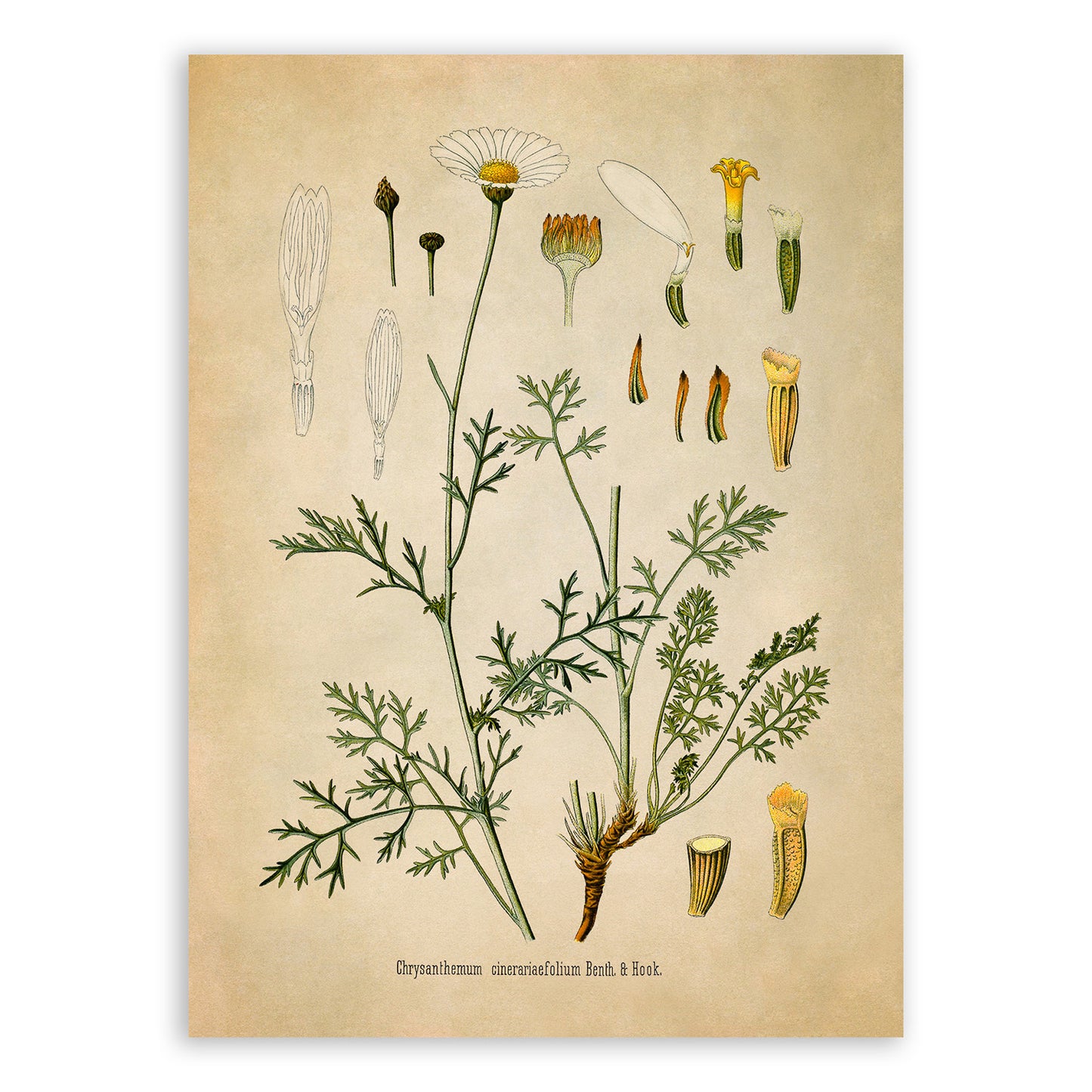 Dalmatian Chrysanthemum Plant Botanical Illustration Print, MOBO231