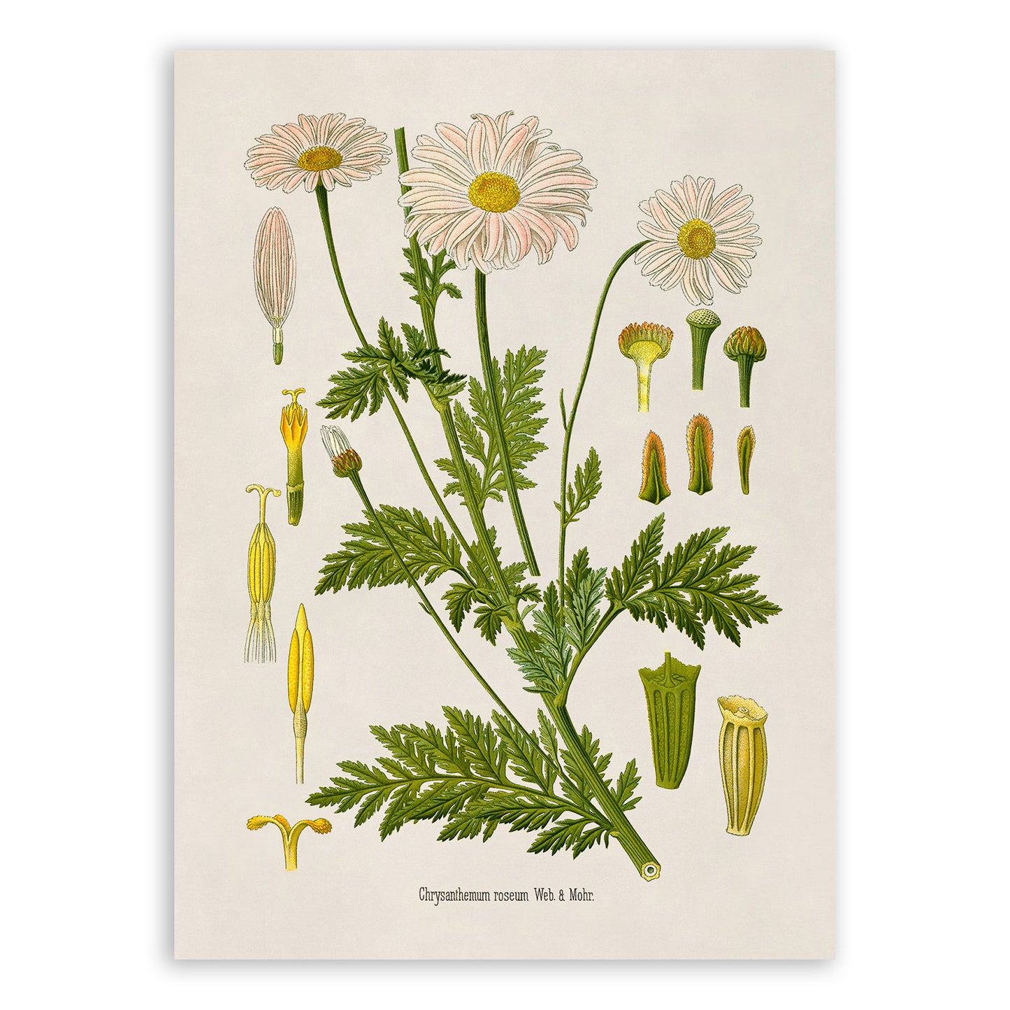 Painted Daisy Flower Botanical Illustration Print, MOBO232