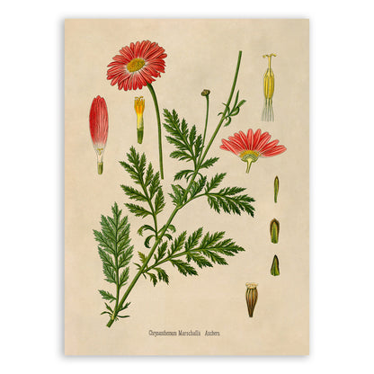 Pink Daisy Flower Botanical Illustration Print, MOBO233