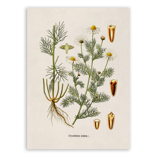 Wild Chamomile Flower Flower Botanical Illustration Print, MOBO234