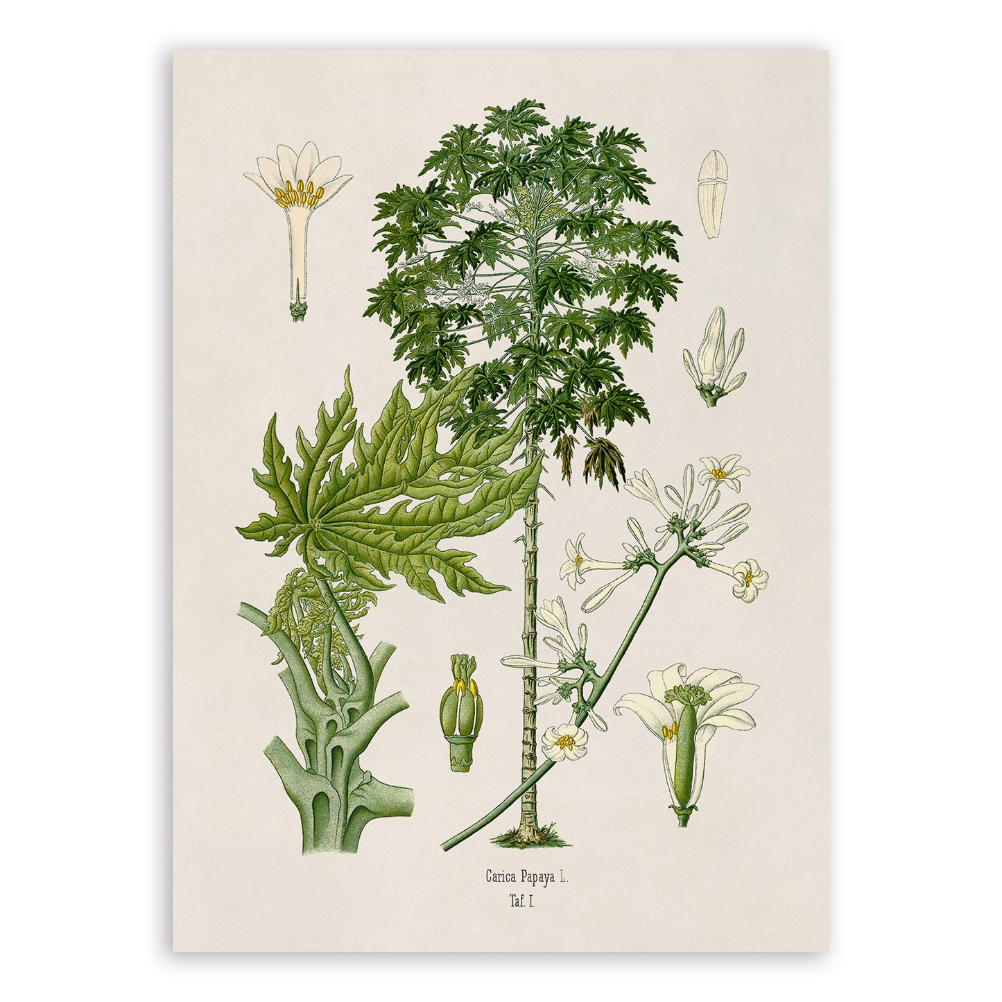 Papaya Tree Botanical Illustration Print, MOBO235