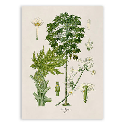 Papaya Tree Botanical Illustration Print, MOBO235