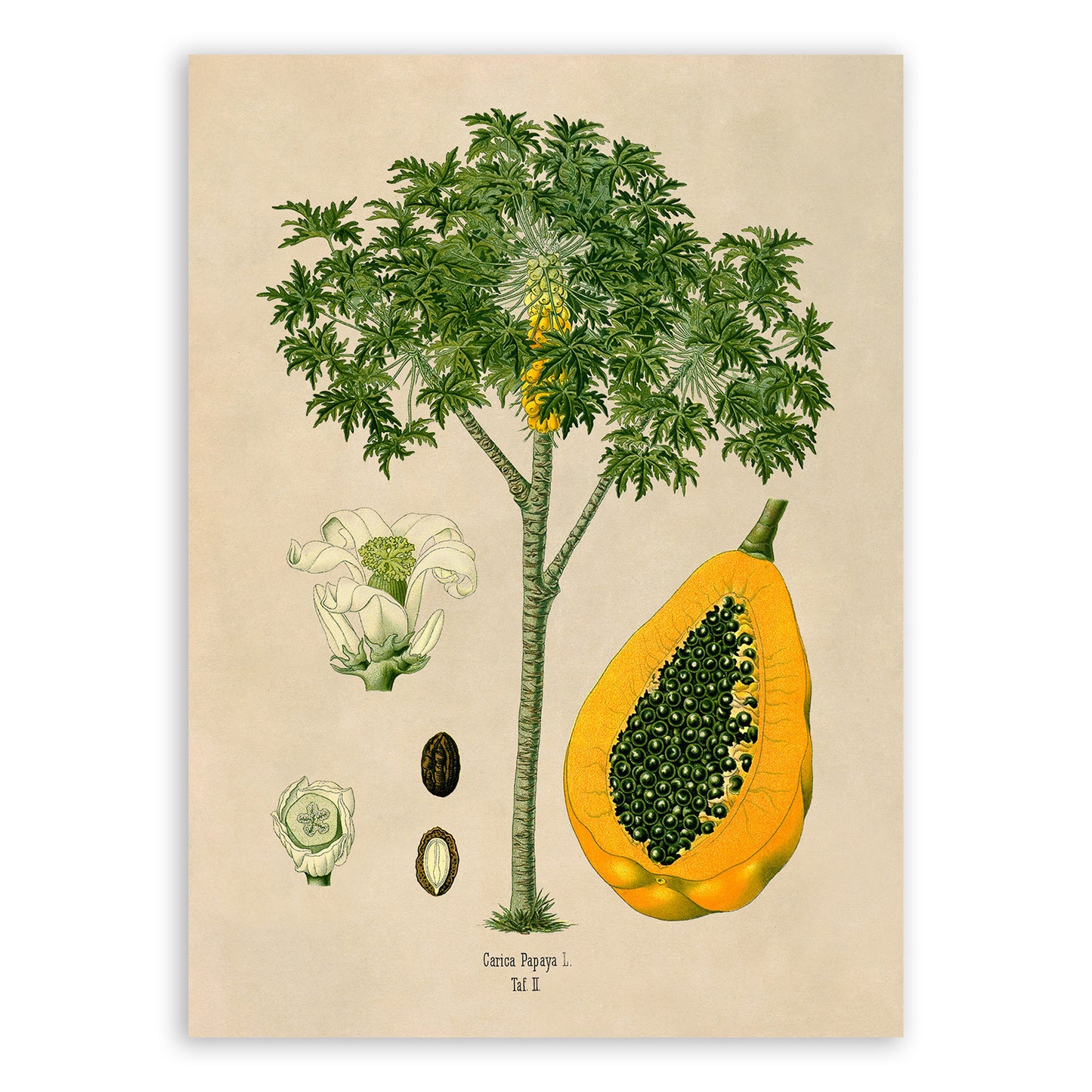 Papaya Fruit Tree Botanical Illustration Print, MOBO236