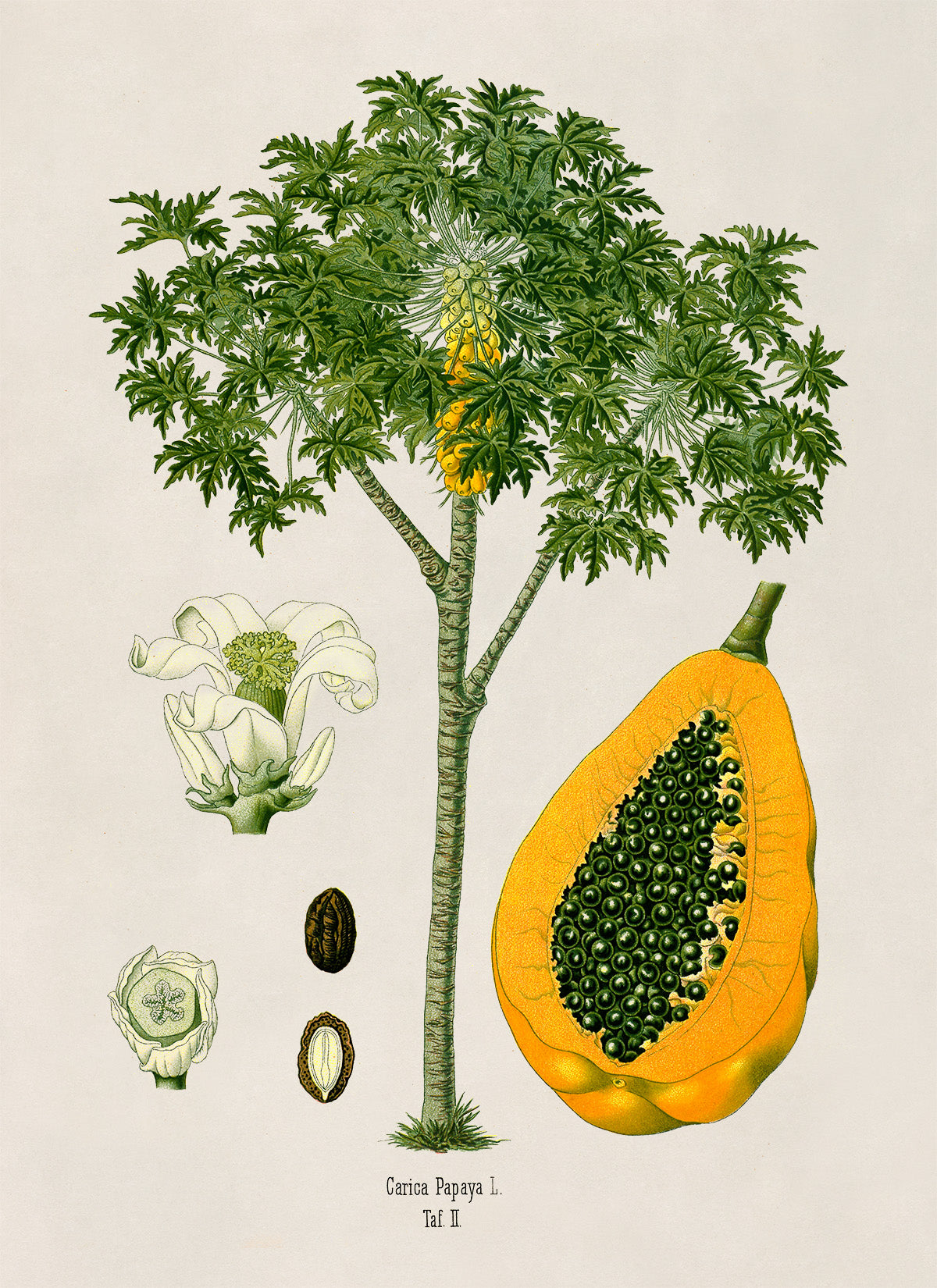 Papaya Fruit Tree Botanical Illustration Print, MOBO236