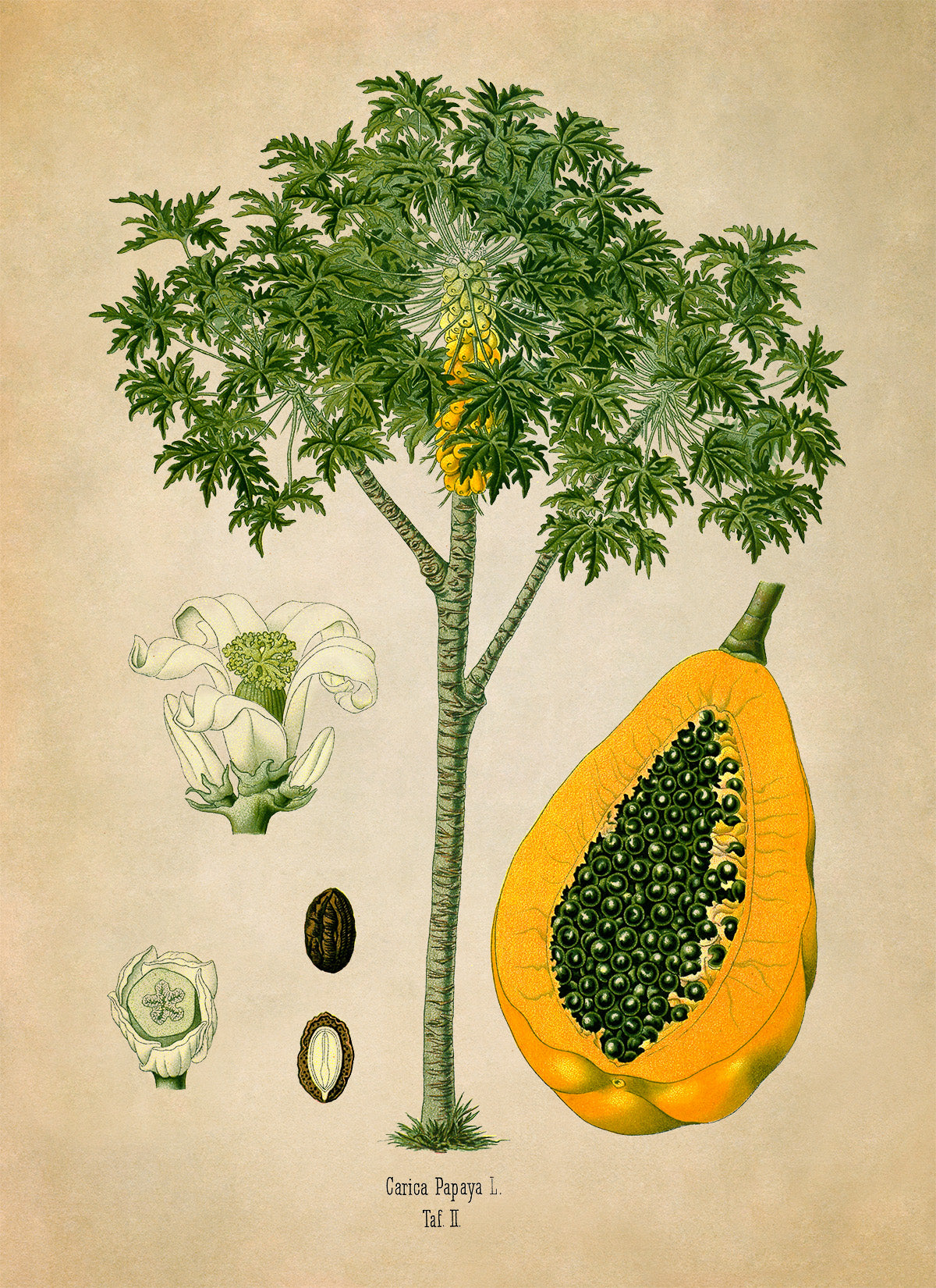 Papaya Fruit Tree Botanical Illustration Print, MOBO236