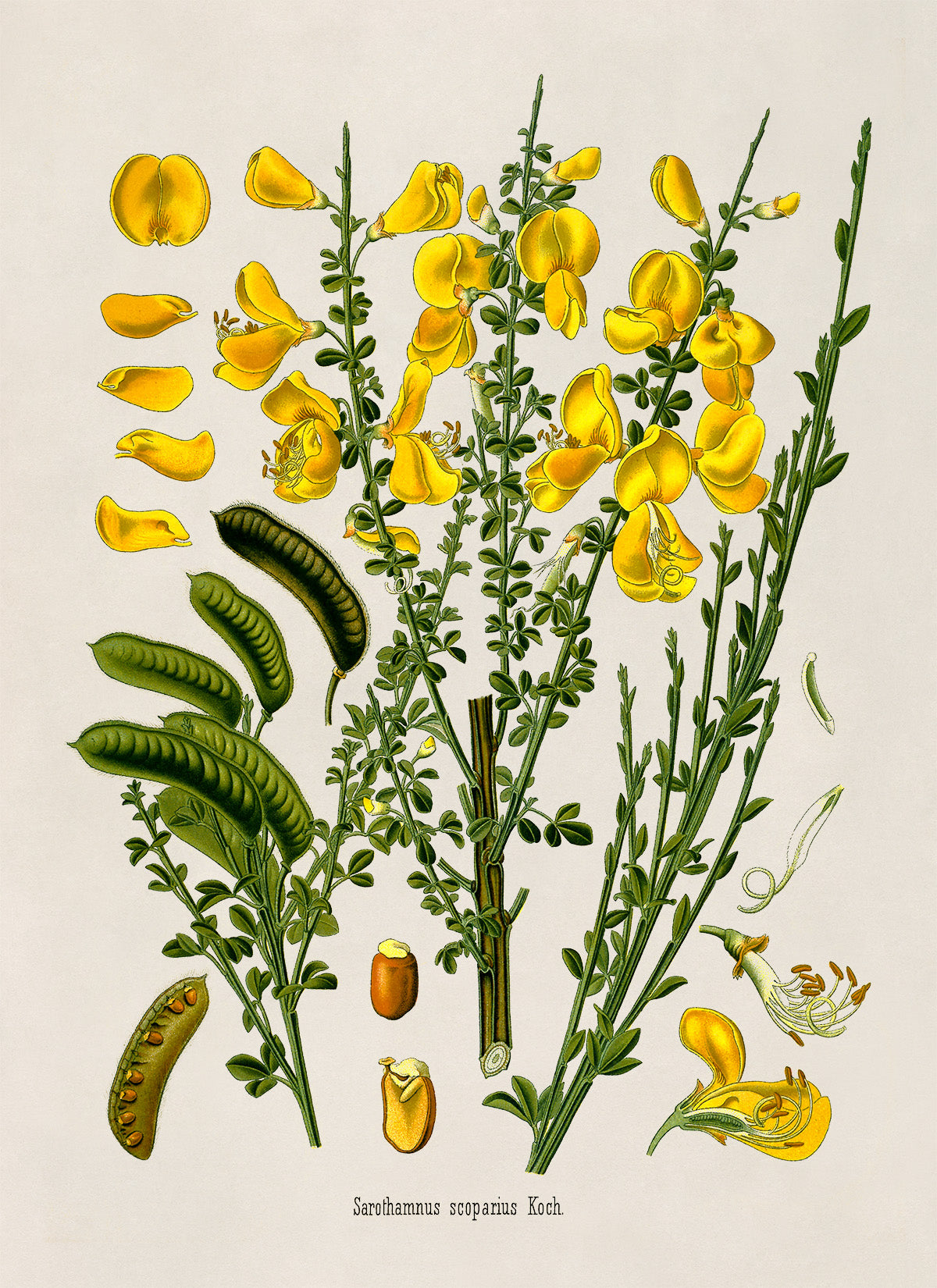 Scotch Broom Botanical Illustration Print, MOBO237