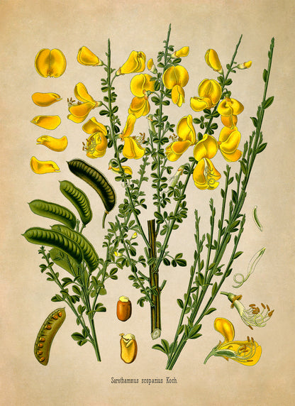 Scotch Broom Botanical Illustration Print, MOBO237