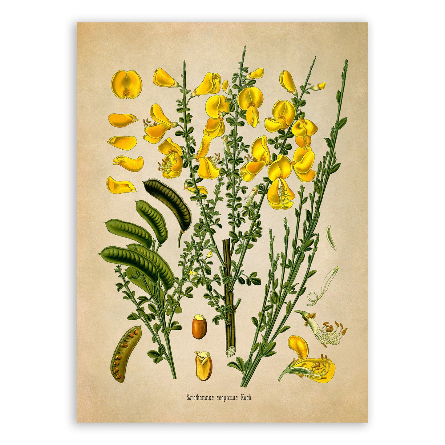 Scotch Broom Botanical Illustration Print, MOBO237