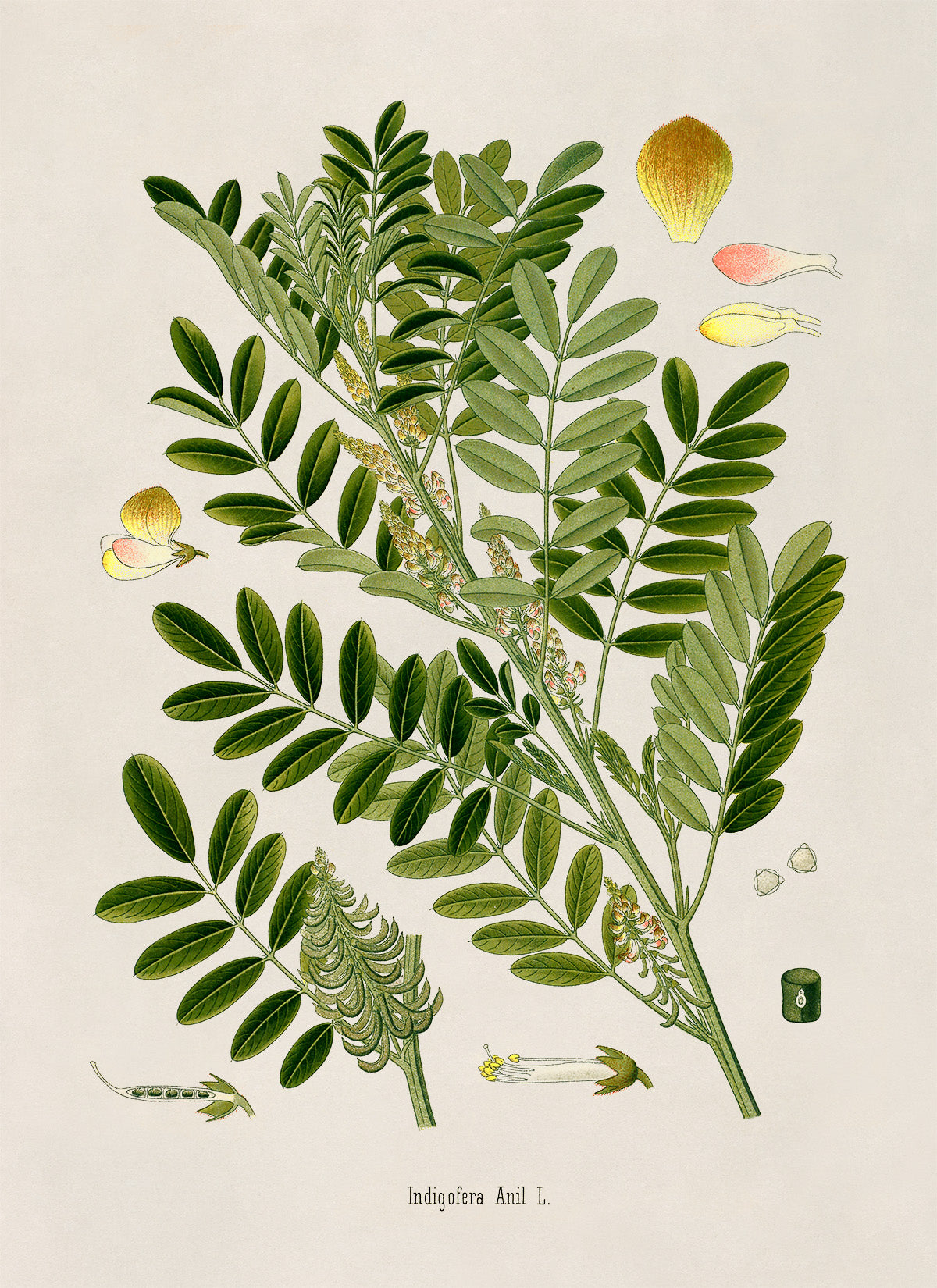 Wild Indigo Plant Botanical Illustration Print, MOBO238