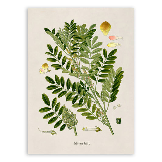 Wild Indigo Plant Botanical Illustration Print, MOBO238