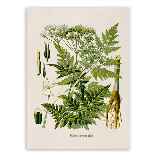 Queen Annes Lace Plant Botanical Illustration Print, MOBO239