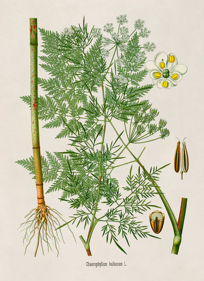 Chervil Plant Botanical Illustration Print, MOBO240