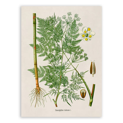 Chervil Plant Botanical Illustration Print, MOBO240