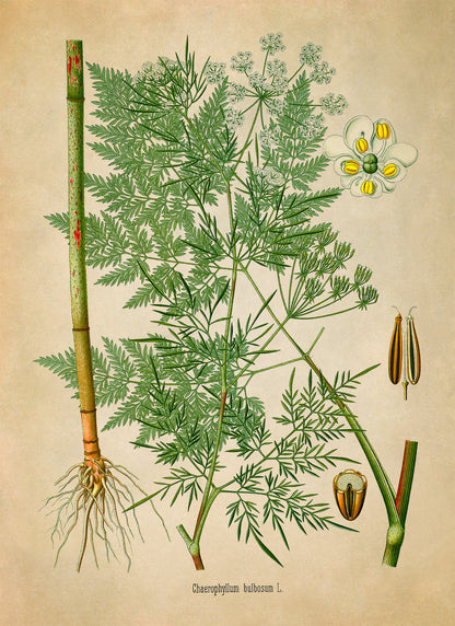 Chervil Plant Botanical Illustration Print, MOBO240