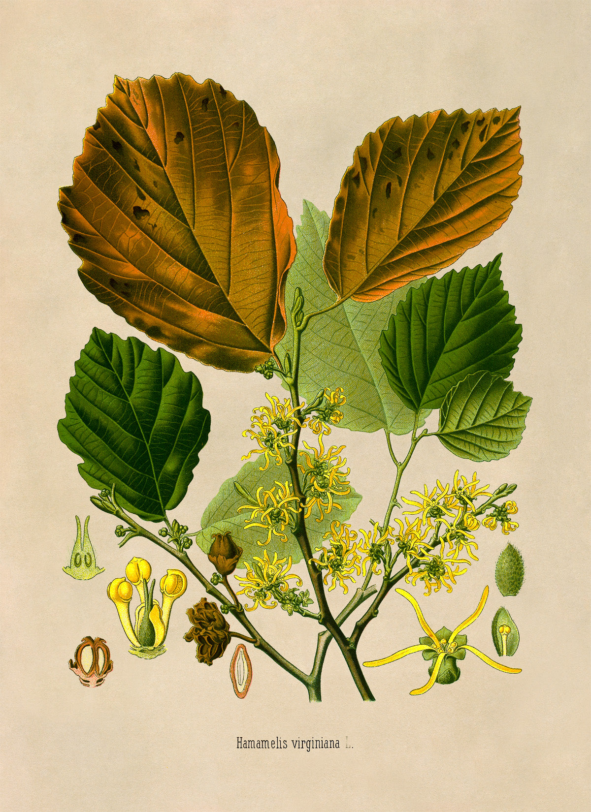 Witch Hazel Plant Botanical Illustration Print, MOBO241