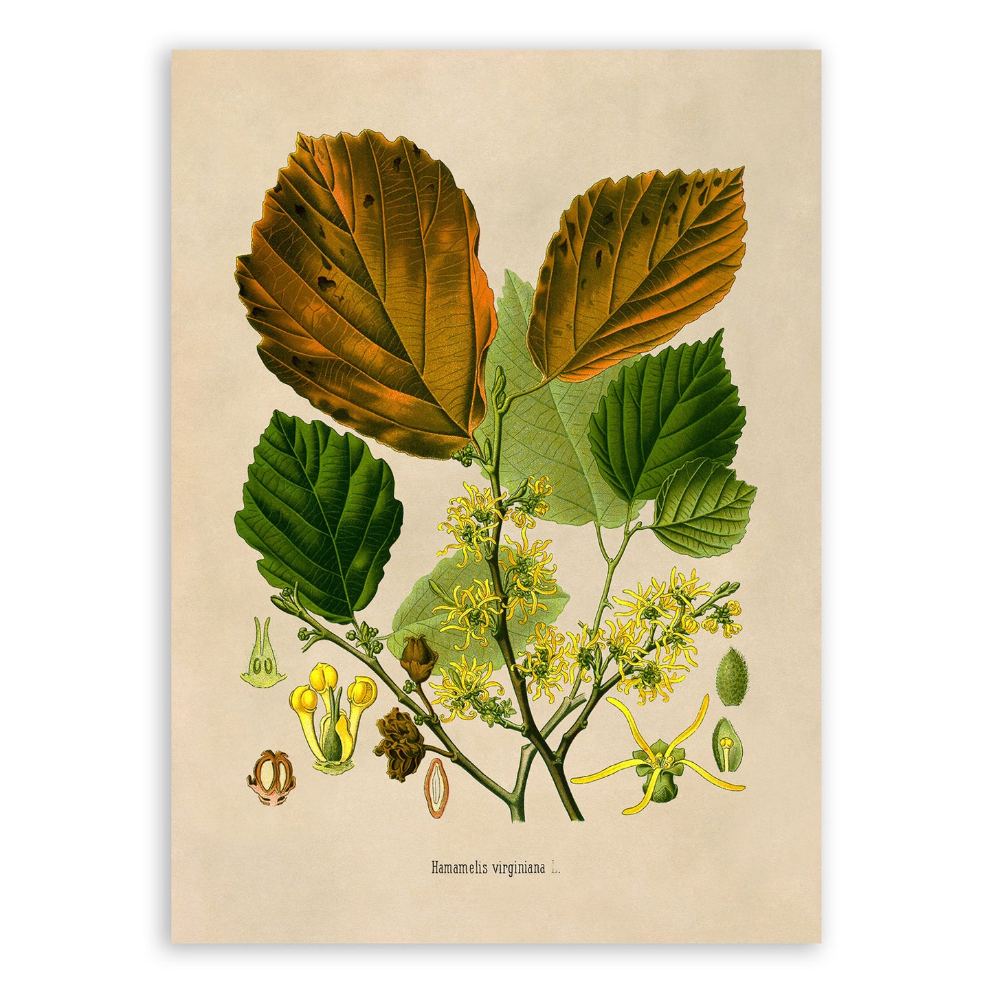 Witch Hazel Plant Botanical Illustration Print, MOBO241