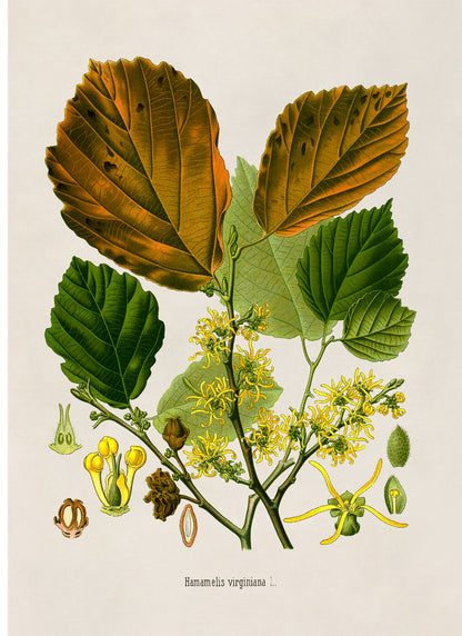 Witch Hazel Plant Botanical Illustration Print, MOBO241