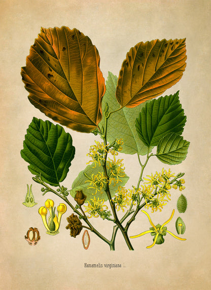 Witch Hazel Plant Botanical Illustration Print, MOBO241