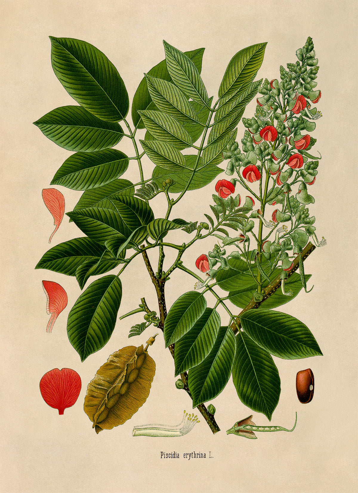 Florida Fishpoison Tree Botanical Illustration Print, MOBO243