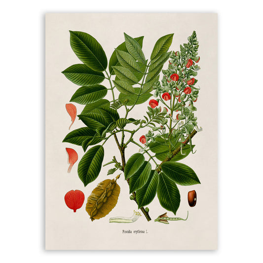 Florida Fishpoison Tree Botanical Illustration Print, MOBO243