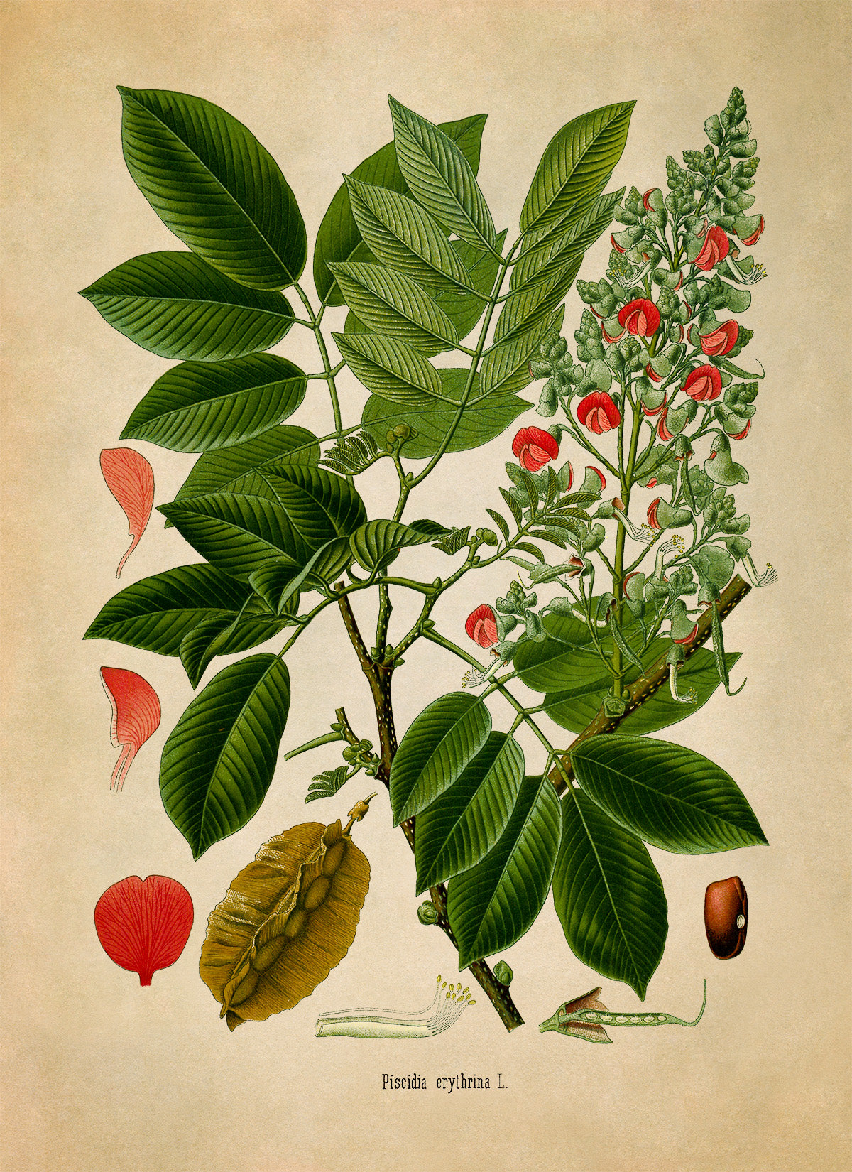 Florida Fishpoison Tree Botanical Illustration Print, MOBO243