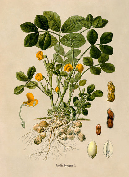 Peanut Plant Botanical Illustration Print, MOBO244