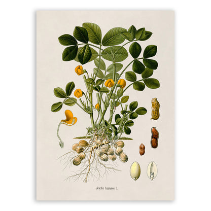 Peanut Plant Botanical Illustration Print, MOBO244