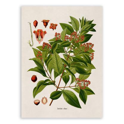 Indian Sandalwood Tree Botanical Illustration Print, MOBO245