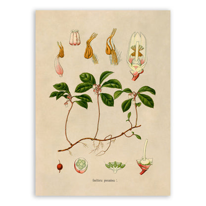 American Wintergreen Plant Botanical Illustration Print, MOBO246