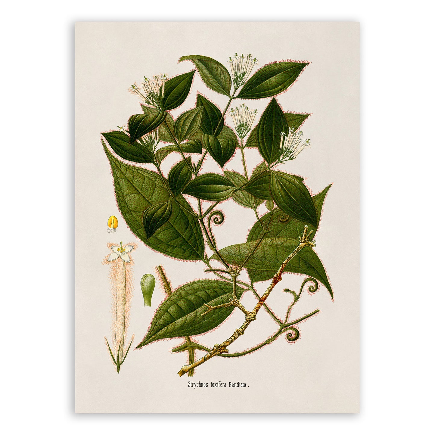 Strychnine Poisonous Plant Botanical Illustration Print, MOBO247