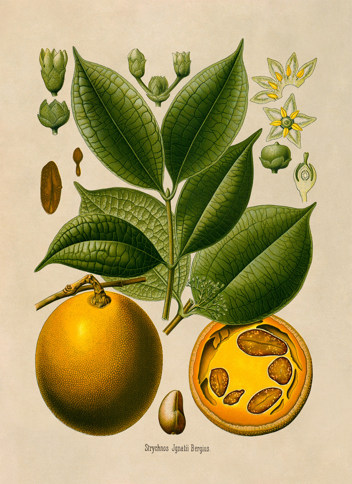 Strychnos Jgnatii Plant Botanical Illustration Print, MOBO248