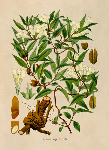 Yellow Jessamine Vine Plant Botanical Illustration Print, MOBO249