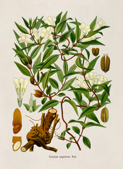 Yellow Jessamine Vine Plant Botanical Illustration Print, MOBO249