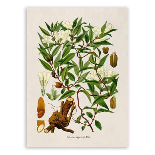 Yellow Jessamine Vine Plant Botanical Illustration Print, MOBO249