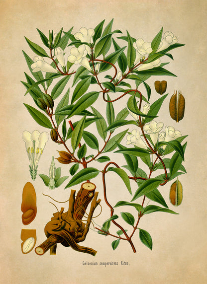 Yellow Jessamine Vine Plant Botanical Illustration Print, MOBO249