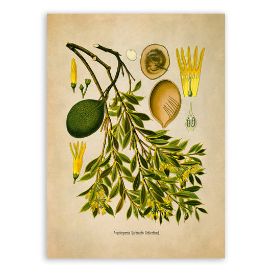 Quebracho Blanco Tree Botanical Illustration Print, MOBO250