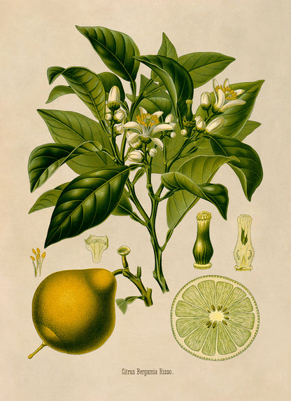 Bergamot Orange Fruit Tree Botanical Illustration Print, MOBO251