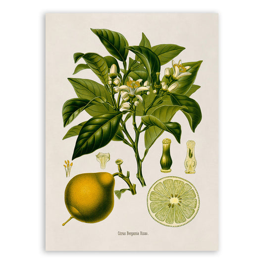 Bergamot Orange Fruit Tree Botanical Illustration Print, MOBO251