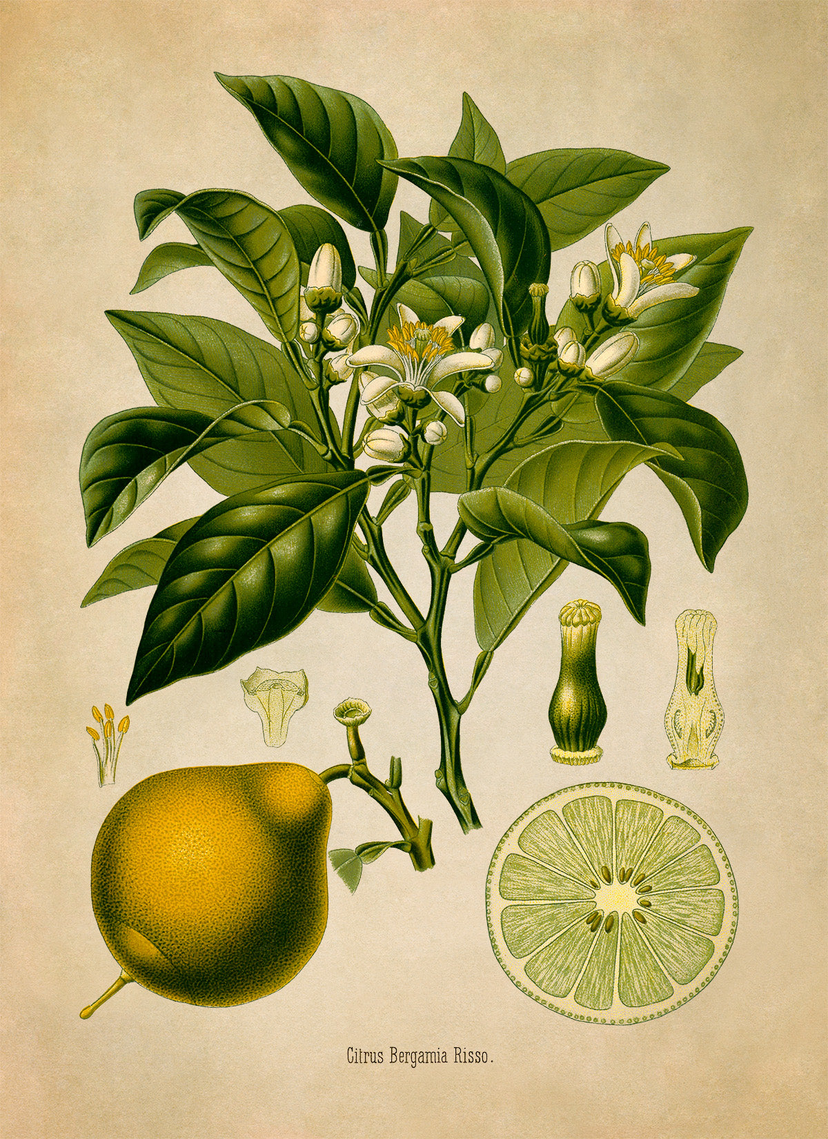 Bergamot Orange Fruit Tree Botanical Illustration Print, MOBO251