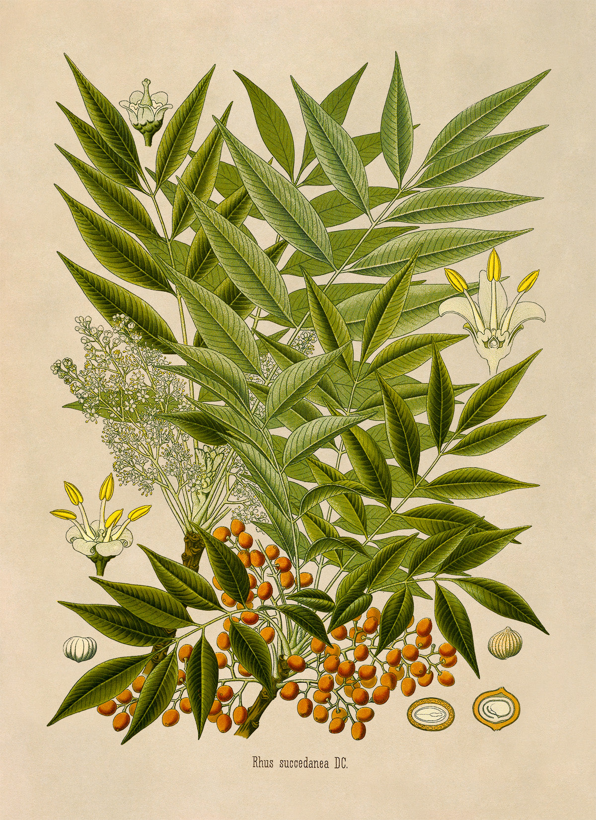 Wax Tree Botanical Illustration Print, MOBO252