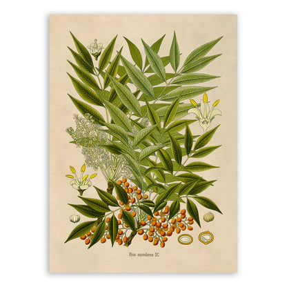 Wax Tree Botanical Illustration Print, MOBO252