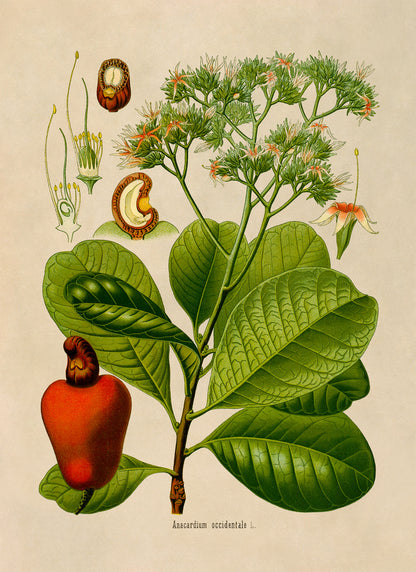 Cashew Tree Botanical Illustration Print, MOBO253