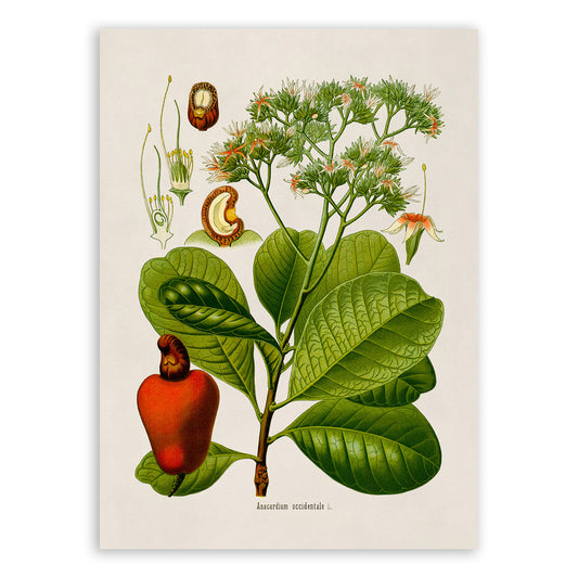 Cashew Tree Botanical Illustration Print, MOBO253