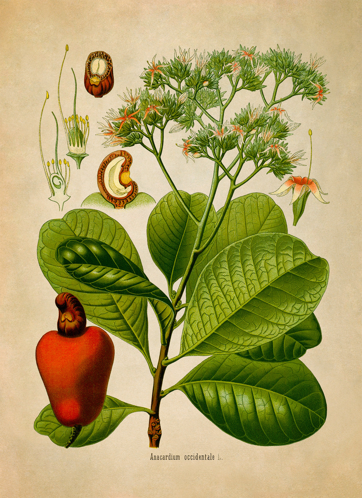 Cashew Tree Botanical Illustration Print, MOBO253